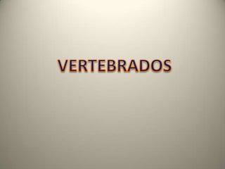 VERTEBRADOS 