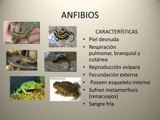 PECESMAMÍFEROS CARACTERÍSTICASTienen pelo
