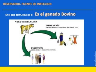RESERVORIO. FUENTE DE INFECCIONEn el caso del M. Bovis es el    Es el ganado Bovino