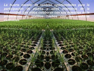 La huerta escolar da también oportunidades para la participación de padres y otros miembros de la comunidad. Los niños colaboran con sus maestros en la preparación de platillos hechos con las verduras cultivadas.  