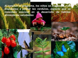 Al concluir el programa, los niños se mostrarán más dispuestos a probar las verduras, aspecto que se considera esencial en el desarrollo de hábitos alimenticios saludables . 