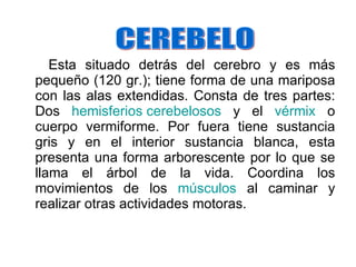 Esta situado detrás del cerebro y es más pequeño (120 gr.); tiene forma de una mariposa con las alas extendidas. Consta de tres partes: Dos  hemisferios  cerebelosos  y el  vérmix  o cuerpo vermiforme. Por fuera tiene sustancia gris y en el interior sustancia blanca, esta presenta una forma arborescente por lo que se llama el árbol de la vida. Coordina los movimientos de los  músculos  al caminar y realizar otras actividades motoras. CEREBELO 