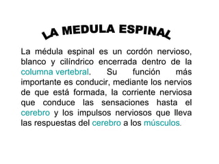 LA MEDULA ESPINAL La médula espinal es un cordón nervioso, blanco y cilíndrico encerrada dentro de la  columna vertebral . Su función más importante es conducir, mediante los nervios de que está formada, la corriente nerviosa que conduce las sensaciones hasta el  cerebro  y los impulsos nerviosos que lleva las respuestas del  cerebro  a los  músculos .  