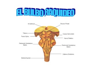 EL BULBO RAQUIDEO 