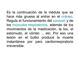 Es la continuación de la médula que se hace más gruesa al entrar en el  cráneo . Regula el funcionamiento del  corazón  y de los  músculos respiratorios , además de los movimientos de la masticación, la tos, el estornudo, el vómito ... etc. Por eso una lesión en el bulbo produce la muerte instantánea por paro cardiorrespiratorio irreversible.  
