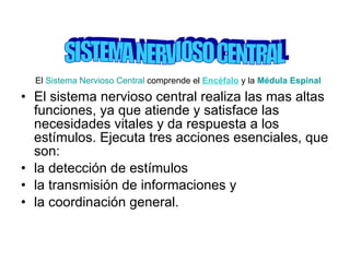 El sistema nervioso central realiza las mas altas funciones, ya que atiende y satisface las necesidades vitales y da respuesta a los estímulos. Ejecuta tres acciones esenciales, que son:  la detección de estímulos  la transmisión de informaciones y  la coordinación general.  SISTEMA NERVIOSO CENTRAL El  Sistema Nervioso Central  comprende el  Encéfalo  y la  Médula Espinal 