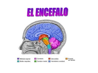 EL ENCEFALO 