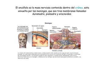 El encéfalo es la masa nerviosa contenida dentro del  cráneo . esta envuelta por las meninges, que son tres membranas llamadas: duramadre, piamadre y aracnoides.                                                                                                                                                                                                                                                   