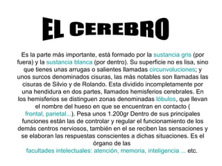 EL CEREBRO Es la parte más importante, está formado por la  sustancia gris  (por fuera) y la  sustancia blanca  (por dentro). Su superficie no es lisa, sino que tienes unas arrugas o salientes llamadas  circunvoluciones ; y unos surcos denominados cisuras, las más notables son llamadas las cisuras de Silvio y de Rolando. Esta dividido incompletamente por una hendidura en dos partes, llamados hemisferios cerebrales. En los hemisferios se distinguen zonas denominadas  lóbulos , que llevan el nombre del hueso en que se encuentran en contacto ( frontal, parietal... ). Pesa unos 1.200gr Dentro de sus principales funciones están las de controlar y regular el funcionamiento de los demás centros nerviosos, también en el se reciben las sensaciones y se elaboran las respuestas conscientes a dichas situaciones. Es el órgano de las  facultades intelectuales: atención, memoria, inteligencia ...  etc.  