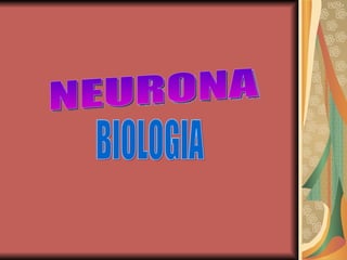NEURONA BIOLOGIA 