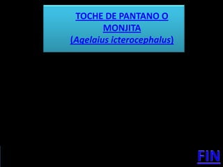 TOCHE DE PANTANO O
        MONJITA
(Agelaius icterocephalus)
 