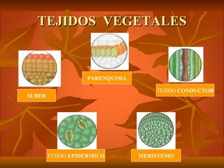 TEJIDOS VEGETALES