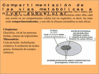 Compartimentación de las vías metabólicas a nivel subcelular En el metabolismo tienen lugar muchas reacciones (muchas vías o rutas), que tienen lugar de forma simultánea, y para evitar interferencias entre ellas cada una ocurre en un compartimento celular (en un orgánulo), es decir, las rutas están  compartimentalizadas , y con ello la eficacia enzimática es más eficaz.  Citoplasma:   Glucólisis, vía de las pentosas fosfato, síntesis de triglicéridos. Mitocondria:   Ciclo de krebs, fosforilación oxidativa, b-oxidación de ácidos grasos, formación de cuerpos citónicos.  