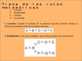 Tipos de las rutas metabólicas  1. Lineales:  Cuando el sustrato de la primera reacción (sustrato inicial) es diferente al producto final de la ultima reacción.  2. Ramificadas:  Vías más complejas, que incluyen puntos de ramificación.  Lineales Ramificadas  Cíclicas Escalonada 