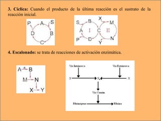 3. Cíclica:  Cuando el producto de la última reacción es el sustrato de la reacción inicial. 4. Escalonado:   se trata de reacciones de activación enzimática.  
