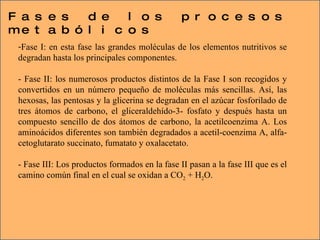 Fases de los procesos metabólicos  Fase I: en esta fase las grandes moléculas de los elementos nutritivos se degradan hasta los principales componentes.    - Fase II: los numerosos productos distintos de la Fase I son recogidos y convertidos en un número pequeño de moléculas más sencillas. Así, las hexosas, las pentosas y la glicerina se degradan en el azúcar fosforilado de tres átomos de carbono, el gliceraldehído-3- fosfato y después hasta un compuesto sencillo de dos átomos de carbono, la acetilcoenzima A. Los aminoácidos diferentes son también degradados a acetil-coenzima A, alfa-cetoglutarato succinato, fumatato y oxalacetato.   - Fase III: Los productos formados en la fase II pasan a la fase III que es el camino común final en el cual se oxidan a CO 2  + H 2 O. 