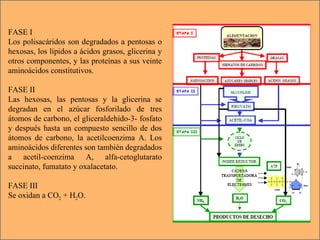 FASE I Los polisacáridos son degradados a pentosas o hexosas, los lípidos a ácidos grasos, glicerina y otros componentes, y las proteínas a sus veinte aminoácidos constitutivos. FASE II Las hexosas, las pentosas y la glicerina se degradan en el azúcar fosforilado de tres átomos de carbono, el gliceraldehído-3- fosfato y después hasta un compuesto sencillo de dos átomos de carbono, la acetilcoenzima A. Los aminoácidos diferentes son también degradados a acetil-coenzima A, alfa-cetoglutarato succinato, fumatato y oxalacetato. FASE III Se oxidan a CO 2  + H 2 O. 