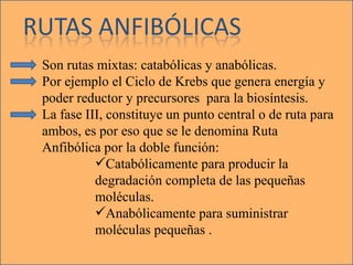 Son rutas mixtas: catabólicas y anabólicas.  Por ejemplo el Ciclo de Krebs que genera energía y poder reductor y precursores  para la biosíntesis. La fase III, constituye un punto central o de ruta para ambos, es por eso que se le denomina Ruta Anfibólica por la doble función: Catabólicamente para producir la  degradación completa de las pequeñas moléculas. Anabólicamente para suministrar moléculas pequeñas . 