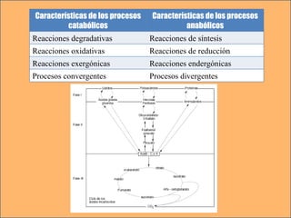 Características de los procesos catabólicos Características de los procesos anabólicos Reacciones degradativas Reacciones de síntesis Reacciones oxidativas Reacciones de reducción Reacciones exergónicas Reacciones endergónicas Procesos convergentes Procesos divergentes 