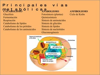 Principales vías metabólicas CATABOLISMO Glucólisis Fermentación Respiración Catabolismo de lípidos Catabolismo de los prótidos Catabolismo de los aminoácidos ANABOLISMO Fotosíntesis (plantas) Quimiosíntesis Síntesis de aminoácidos Síntesis de glúcidos Síntesis de lípidos Síntesis de nucleótidos Gluconeogénesis  ANFIBOLISMO Ciclo de Krebs 