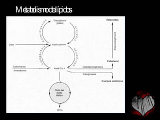 Metabolismo de lípidos 