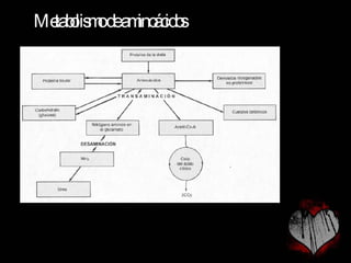 Metabolismo de aminoácidos 