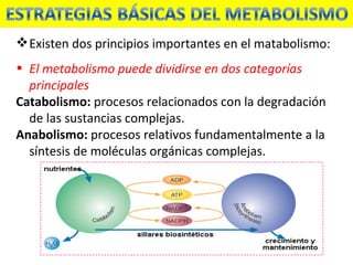 Existen dos principios importantes en el matabolismo: El metabolismo puede dividirse en dos categorías principales Catabolismo:  procesos relacionados con la degradación de las sustancias complejas. Anabolismo:  procesos relativos fundamentalmente a la síntesis de moléculas orgánicas complejas. 