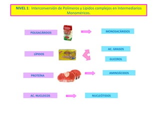 NIVEL 1 :  Interconversión de Polímeros y Lípidos complejos en Intermediarios Monoméricos. POLISACÁRIDOS PROTEÍNA S LÍPIDOS AC. NUCLEICOS MONOSACÁRIDOS AC. GRASOS GLICEROL NUCLEÓTIDOS AMINOÁCIDOS 