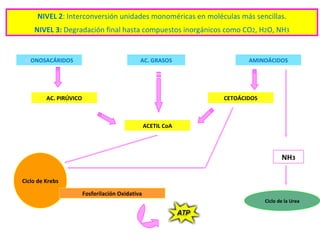 NIVEL 2 : Interconversión unidades monoméricas en moléculas más sencillas. NIVEL 3:  Degradación final hasta compuestos inorgánicos como CO 2 , H 2 O, NH 3 M ONOSACÁRIDOS AC. GRASOS AMINOÁCIDOS AC. PIRÚVICO ACETIL CoA CETOÁCIDOS Ciclo de Krebs Fosforilación Oxidativa NH 3 Ciclo de la Urea NIVEL 2 NIVEL 3 