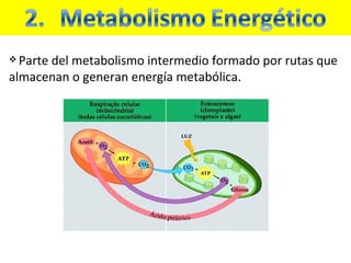 Parte del metabolismo intermedio formado por rutas que almacenan o generan energía metabólica.  