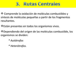 Comprende la oxidación de moléculas combustibles y síntesis de moléculas pequeñas a partir de los fragmentos resultantes.  Están presentes en todos los organismos vivos. Dependiendo del origen de las moléculas combustible, los organismos se dividen: * Autótrofos * Heterótrofos.  