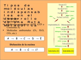 Tipos de moléculas indispensables en el desarrollo de una Ruta Metabólica Metabolitos Nucleótidos Moléculas energéticas (ATP, GTP o Coenzima A) Moléculas ambientales (O 2 , H 2 O, CO 2 , etc.) A    ->    B    ->   C    ->    D    ->   E A    ->    B    ->   C    ->   // Disfunción de la enzima 