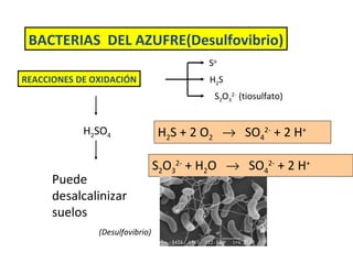 BACTERIAS  DEL AZUFRE(Desulfovibrio) REACCIONES DE OXIDACIÓN S o H 2 S S 2 O 3 2-  (tiosulfato) H 2 SO 4 H 2 S + 2 O 2      SO 4 2-  + 2 H + S 2 O 3 2-  + H 2 O     SO 4 2-  + 2 H + Puede desalcalinizar suelos (Desulfovibrio) 