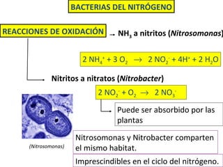 BACTERIAS DEL NITRÓGENO REACCIONES DE OXIDACIÓN NH 3  a nitritos ( Nitrosomonas ) Nitritos a nitratos ( Nitrobacter ) 2 NH 4 +  + 3 O 2      2 NO 2 -  + 4H +  + 2 H 2 O 2 NO 2 -  + O 2      2 NO 3 - Puede ser absorbido por las plantas Nitrosomonas y Nitrobacter comparten el mismo habitat. Imprescindibles en el ciclo del nitrógeno. (Nitrosomonas) 