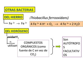 OTRAS BACTERIAS  DEL HIERRO ( Thiobacillus ferrooxidans) Fe  2+      Fe  3+ 4 Fe  2+  4 H +   + O 2      4 Fe  3+  + 2 H 2 O DEL HIDRÓGENO oxidan H 2 utilizan COMPUESTOS ORGÁNICOS (como fuente de C en vez de CO 2 ) tb. Son AUTÓTROFOS FACULTATIVOS 
