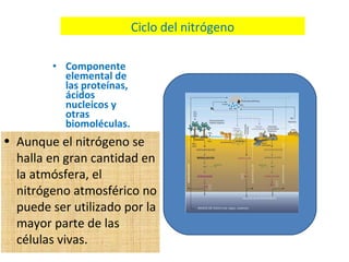 Componente elemental de las proteínas, ácidos nucleicos y otras biomoléculas. Aunque el nitrógeno se halla en gran cantidad en la atmósfera,  el nitrógeno atmosférico no puede ser utilizado por la mayor parte de las células vivas. Ciclo del nitrógeno 