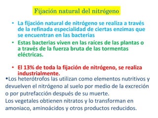 La fijación natural de nitrógeno se realiza a través de la refinada especialidad de ciertas enzimas que se encuentran en las bacterias  Estas bacterias viven en las raíces de las plantas o a través de la fuerza bruta de las tormentas eléctricas.  El 13% de toda la fijación de nitrógeno, se realiza industrialmente.   Fijación natural del nitrógeno Los heterótrofos las utilizan como elementos nutritivos y devuelven el nitrógeno al suelo por medio de la excreción o por putrefacción después de su muerte. Los vegetales obtienen nitratos y lo transforman en amoniaco, aminoácidos y otros productos reducidos.  