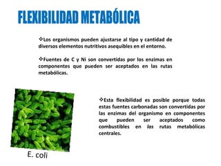 FLEXIBILIDAD METABÓLICA  Los organismos pueden ajustarse al tipo y cantidad de diversos elementos nutritivos asequibles en el entorno. Fuentes de C y Ni son convertidas por los enzimas en componentes que pueden ser aceptados en las rutas metabólicas. E. coli Esta flexibilidad es posible porque todas estas fuentes carbonadas son convertidas por las enzimas del organismo   en componentes que pueden ser aceptados como combustibles en  las  rutas metabólicas centrales.  