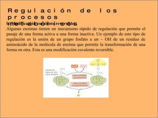 b. Modificación covalente reversible. Algunas enzimas tienen un mecanismo rápido de regulación que permite el pasaje de una forma activa a una forma inactiva. Un ejemplo de este tipo de regulación es la unión de un grupo fosfato a un – OH de un residuo de aminoácido de la molécula de enzima que permite la transformación de una forma en otra. Esta es una modificación covalente reversible. Regulación de los procesos metabólicos 