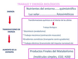 Nutrientes del entorno…….quimiotrófics Luz solar…………………….fotosintéticos TRABAJO Y ENERGÍA BIOLÓGICOS Transformaciones químicas en el interior de las células Trabajo Biológico *  Biosíntesis (anabolismo) * Trabajo mecánico (contracción muscular) Gradientes osmóticos (transporte contra gradiente) * Trabajo eléctrico (transmisión del impulso nervioso) etc . Productos Finales del Matabolismo (moléculas simples, CO2, H20) ENERGÍA AUMENTO DE LA ENTROPÍA TRANSDUCCIONES DE ENERGÍA 