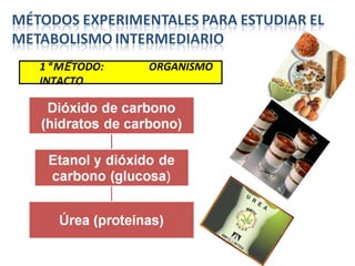 1 ° M É TODO: ORGANISMO INTACTO 