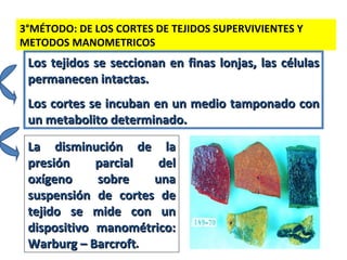 La disminución de la presión parcial del oxígeno sobre una suspensión de cortes de tejido se mide con un dispositivo manométrico: Warburg – Barcroft . 3°MÉTODO: DE LOS CORTES DE TEJIDOS SUPERVIVIENTES Y METODOS MANOMETRICOS Los tejidos se seccionan en finas lonjas, las células permanecen intactas. Los cortes se incuban en un medio tamponado con un metabolito determinado. 