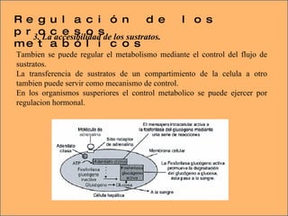 3. La accesibilidad de los sustratos. Tambien se puede regular el metabolismo mediante el control del flujo de sustratos.  La transferencia de sustratos de un compartimiento de la celula a otro tambien puede servir como mecanismo de control.  En los organismos susperiores el control metabolico se puede ejercer por regulacion hormonal. Regulación de los procesos metabólicos 