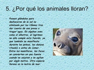 5. ¿Por qué los animales lloran? Poseen glándulas para deshacerse de la sal no eliminada por los riñones tras dar cuenta de una presa o tragar agua. En algunas aves como el albatros, el lagrimeo no sólo cumple esta función, ya que también se manifiesta durante las peleas, las danzas rituales o antes de comer. Entre los mamíferos, las focas se convierten en una fuente cuando se asustan o se agitan por algún motivo. Otra especie llorona es la nutria de mar.  