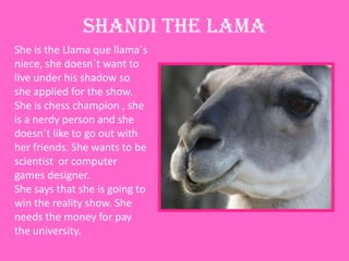 SHANDI THE LAMAShe is the Llama que llama´s niece, she doesn´t want to live under his shadow so she applied for the show. She is chess champion , she is a nerdy person and she doesn´t like to go out with her friends. She wants to be  scientist  or computer games designer. She says that she is going to win the reality show. She needs the money for pay the university.