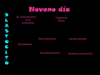 Noveno díaBLASTOCITOProfundamente en el endometrio Coágulo de fibrina Polo embrionarioVacuolas aisladas TrofoblastoPolo abembrionarioMembrana exocelomica
