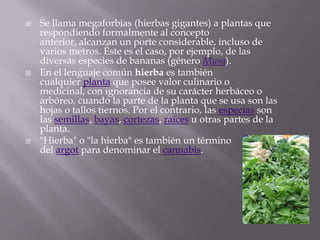 Se llama megaforbias (hierbas gigantes) a plantas que respondiendo formalmente al concepto anterior, alcanzan un porte considerable, incluso de varios metros. Éste es el caso, por ejemplo, de las diversas especies de bananas (género Musa).En el lenguaje común hierba es también cualquier planta que posee valor culinario o medicinal, con ignorancia de su carácter herbáceo o arbóreo, cuando la parte de la planta que se usa son las hojas o tallos tiernos. Por el contrario, las especias son las semillas, bayas, cortezas, raíces u otras partes de la planta."Hierba" o "la hierba" es también un término del argot para denominar el cannabis.