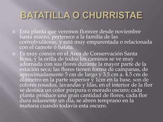 Esta planta que veremos florecer desde noviembre hasta marzo, pertenece a la familia de las convolvuláceas, y está muy emparentada o relacionada con el camote ó batata.Es muy común en el Area de Conservación Santa Rosa, y la orilla de todos los caminos se ve muy adornada con sus flores durante la mayor parte de la estación seca; las flores tienen forma de campanas, de aproximadamente 5 cm de largo y 3.5 cm a. 4.5 cm de diámetro en la parte superior y 1cm en la base, son de colores rosados, lavandas y lilas, en el interior de la flor se destaca un color púrpura o morado oscuro; cada planta produce una gran cantidad de flores, cada flor dura solamente un día, se abren temprano en la mañana cuando todavía esta oscuro. BATATILLA O CHURRISTAE