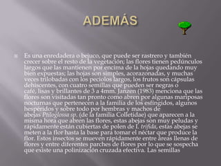 ADEMÁSEs una enredadera o bejuco, que puede ser rastrero y también crecer sobre el resto de la vegetación; las flores tienen pedúnculos largos que las mantienen por encima de la hojas quedando muy bien expuestas; las hojas son simples, acorazonadas, y muchas veces trilobadas con los peciolos largos, los frutos son cápsulas dehiscentes, con cuatro semillas que pueden ser negras o café, lisas y brillantes de 3 a 4mm. Janzen (1983) menciona que las flores son visitadas tan pronto como abren por algunas mariposas nocturnas que pertenecen a la familia de los esfíngidos, algunos hespéridos y sobre todo por hembras y machos de abejas Ptiloglossa sp. (de la familia Colletidae) que aparecen a la misma hora que abren las flores, estas abejas son muy peludas y rápidamente están cubiertas de polen de I. trifida, estas abejas se meten a la flor hasta la base para tomar el néctar que produce la flor. Estos insectos se mueven rápidamente entre áreas llenas de flores y entre diferentes parches de flores por lo que se sospecha que existe una polinización cruzada efectiva. Las semillas