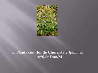 Planta con flor de Churristate Ipomoea trifida.Foto/M